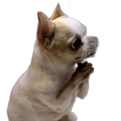 Reacciones Perritos! 🐕 
