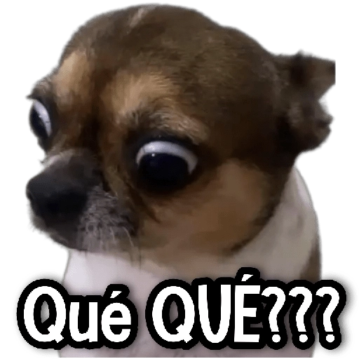 Reacciones Perritos! 🐕 

