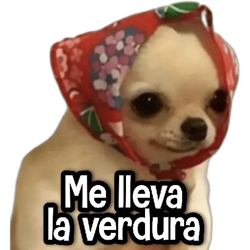 Reacciones Perritos! 🐕 
