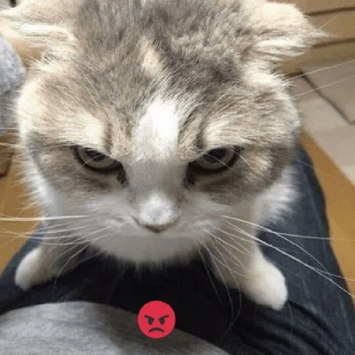 kucing marah 
