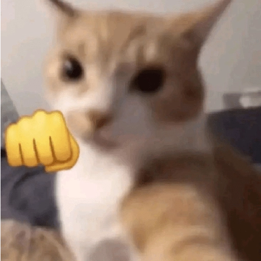 kucing marah 
