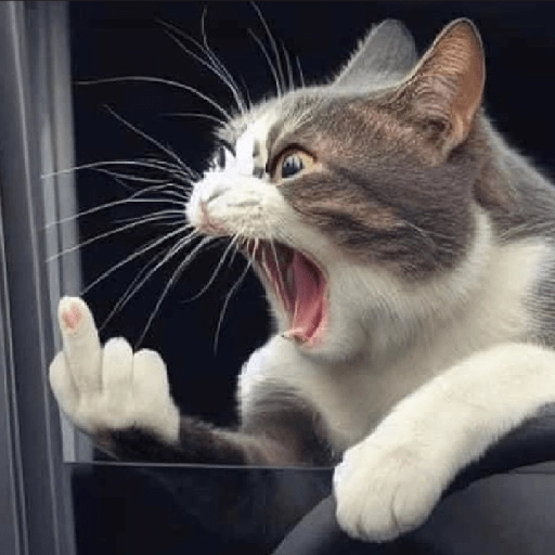 kucing marah 
