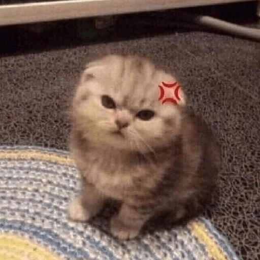 kucing marah 
