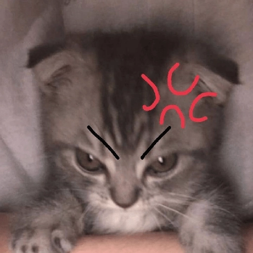 kucing marah 
