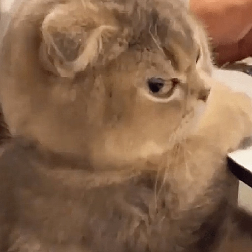 kucing marah 
