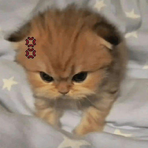 kucing marah 
