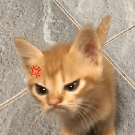 kucing marah 
