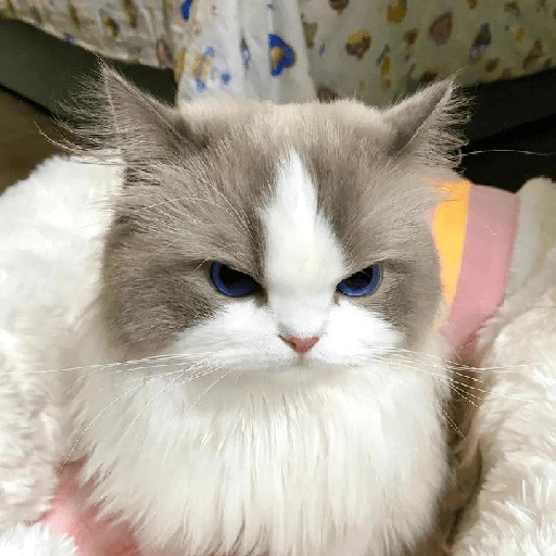 kucing marah 
 preview