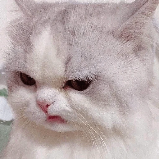 kucing marah 
 preview