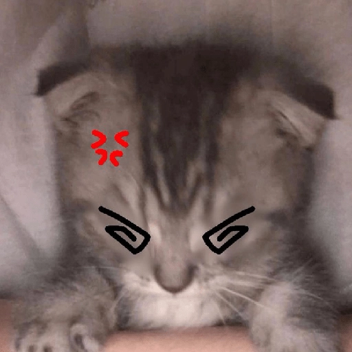 kucing marah 
