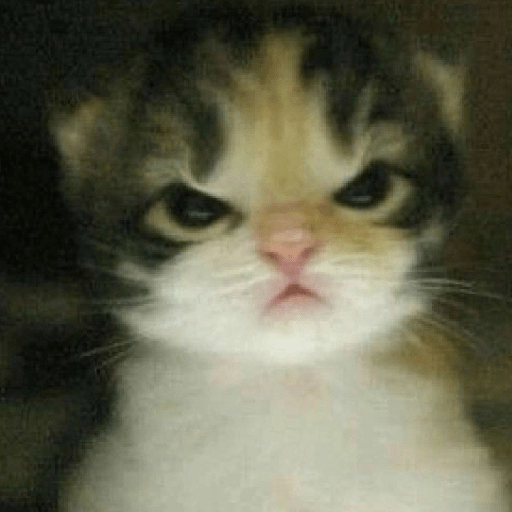 kucing marah 
