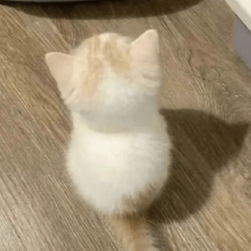 kucing marah 
