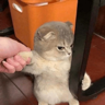 kucing marah 
