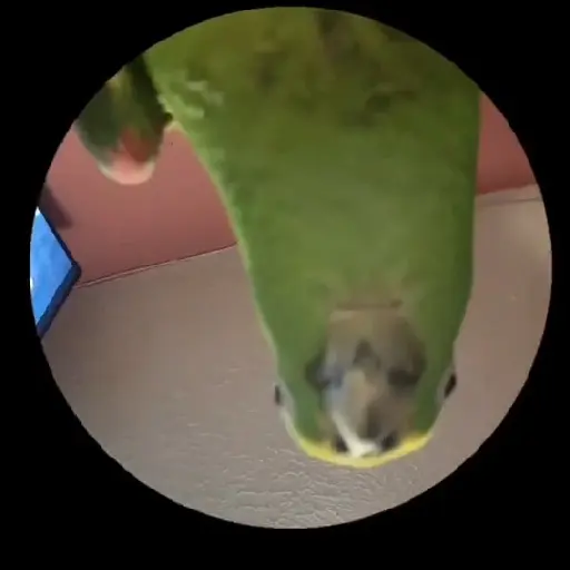 PEDRO PEDRO PEDRO 
