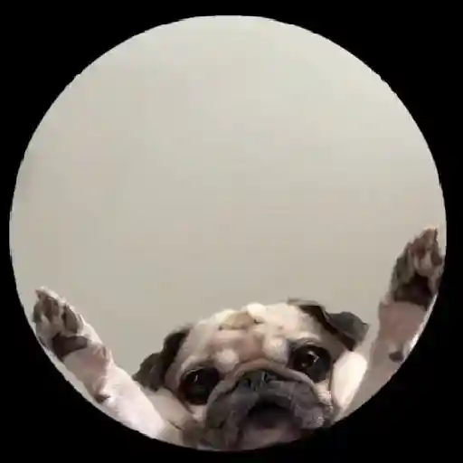 PEDRO PEDRO PEDRO 
