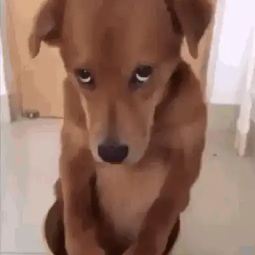doguinhos animadas  
