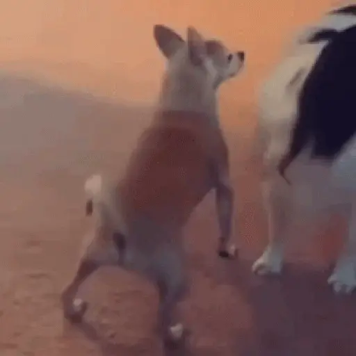 doguinhos animadas  
