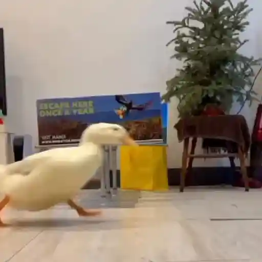 Perro con rosa