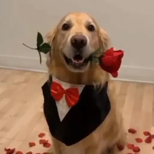 Perro con rosa