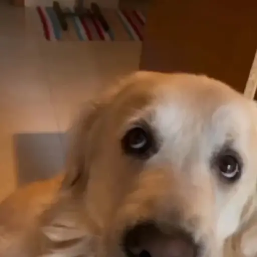 Perro con rosa