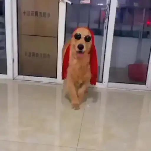 Perro con rosa preview