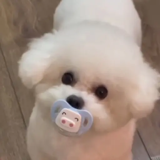 Perro con rosa