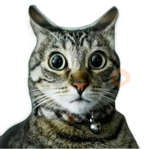 Gatos 🐱 sticker 28