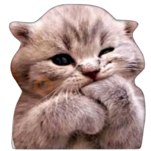 Gatos 🐱 sticker 13
