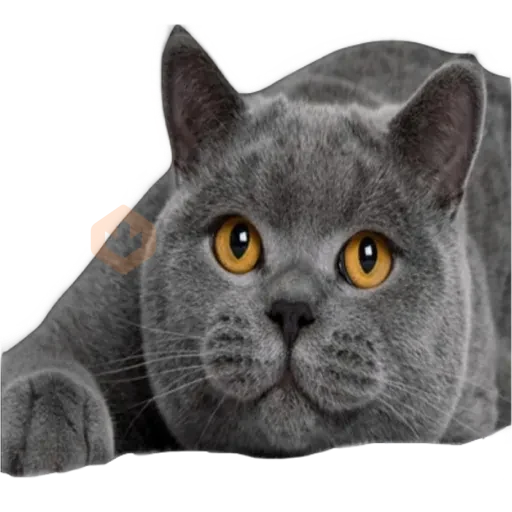Gatos 🐱 sticker 22