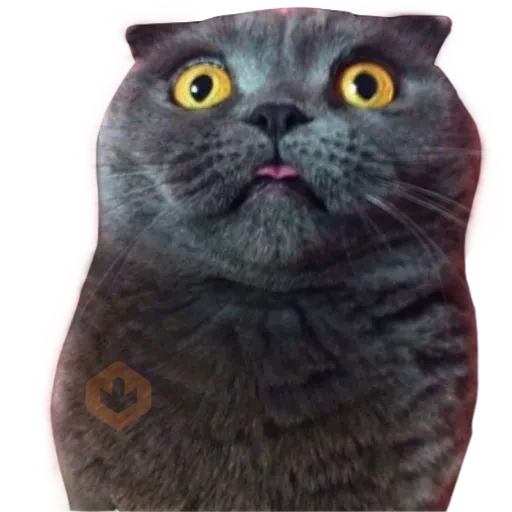 Gatos 🐱 sticker 23