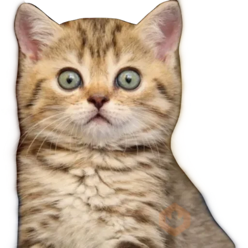 Gatos 🐱 sticker 24