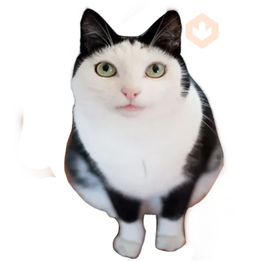 Gatos 🐱 sticker 21