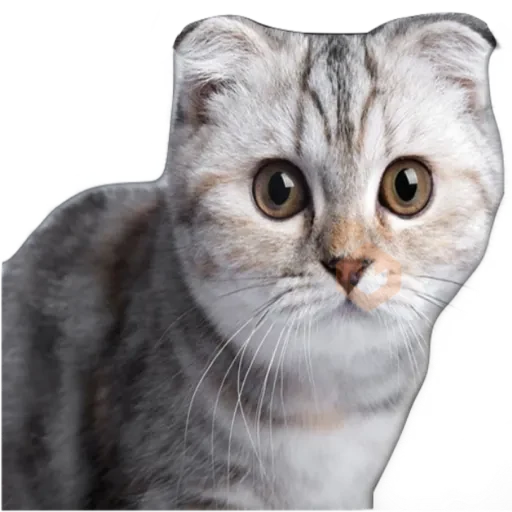 Gatos 🐱 sticker 29