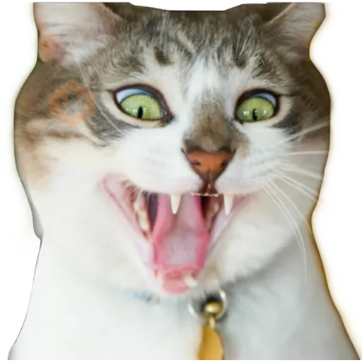 Gatos 🐱 sticker 27
