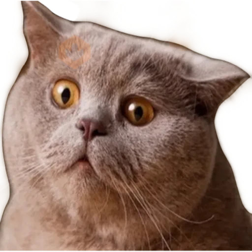 Gatos 🐱 sticker 19