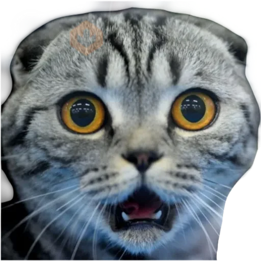 Gatos 🐱 sticker 16