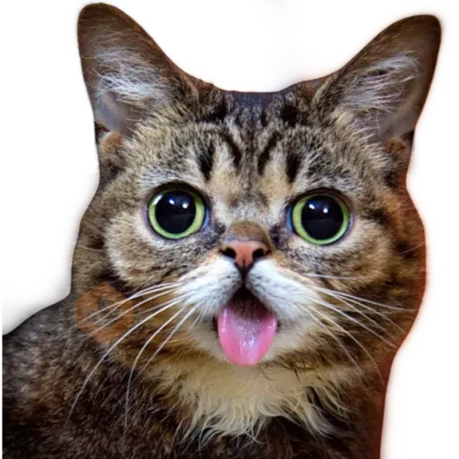 Gatos 🐱 sticker 20