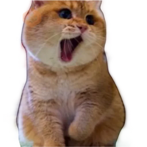 Gatos 🐱 sticker 26
