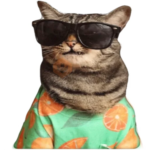 Gatos 🐱 sticker 14