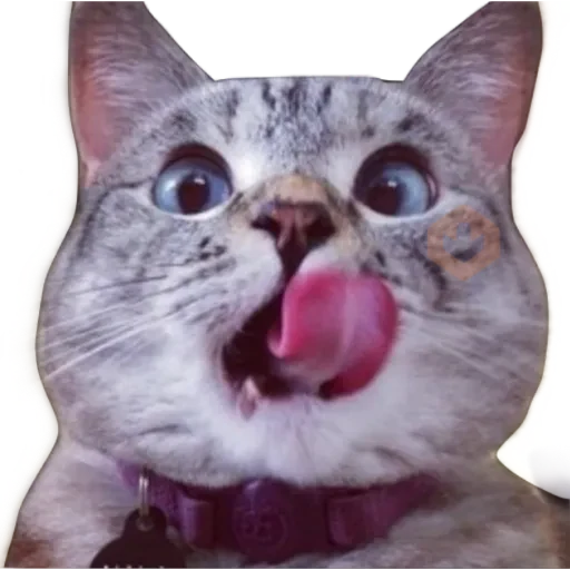 Gatos 🐱 sticker 30