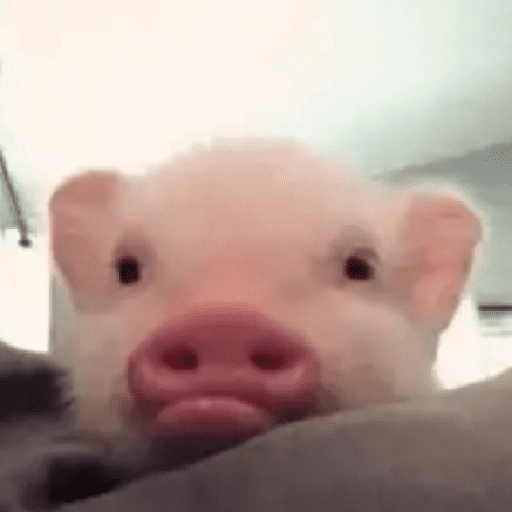 ANIMALITOS 🌟🥹

