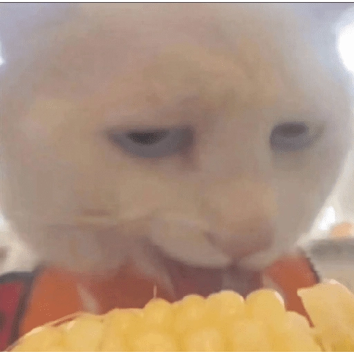 ANIMALITOS 🌟🥹
