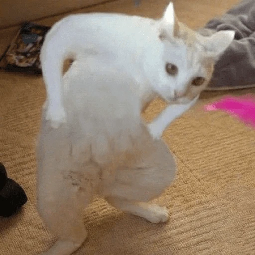 Gatitos tiernos😍
