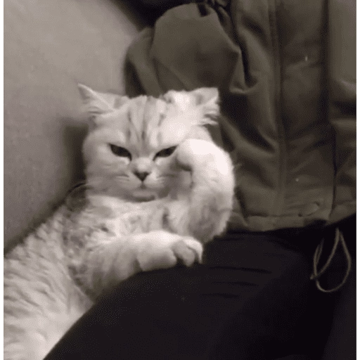 Gatitos tiernos😍
 preview