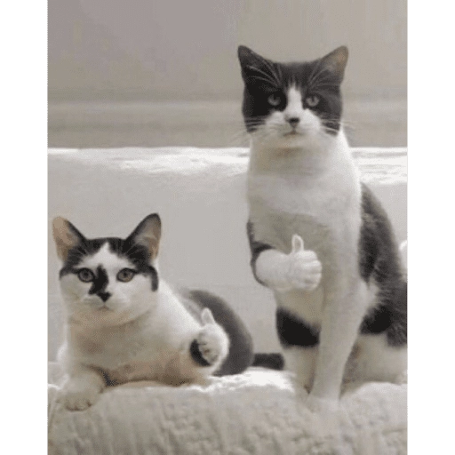 Gatitos tiernos😍
