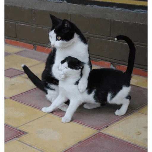 Gatitos tiernos😍
