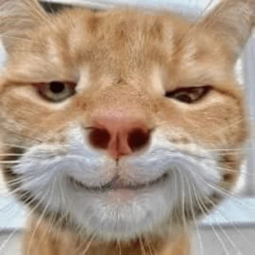 Gatitos tiernos😍
