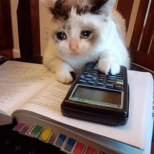 Gatitos tiernos😍
