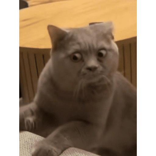 Gatitos tiernos😍
