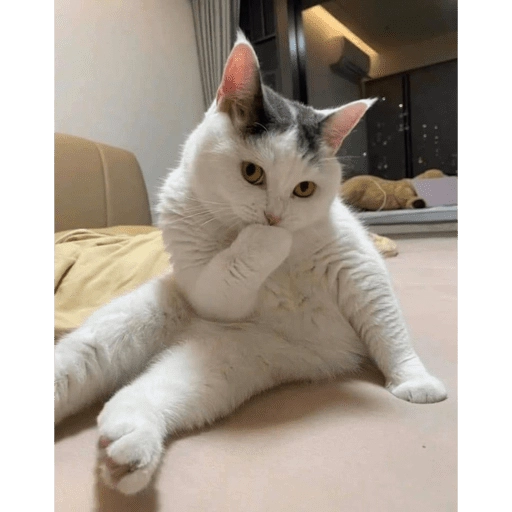 Gatitos tiernos😍
